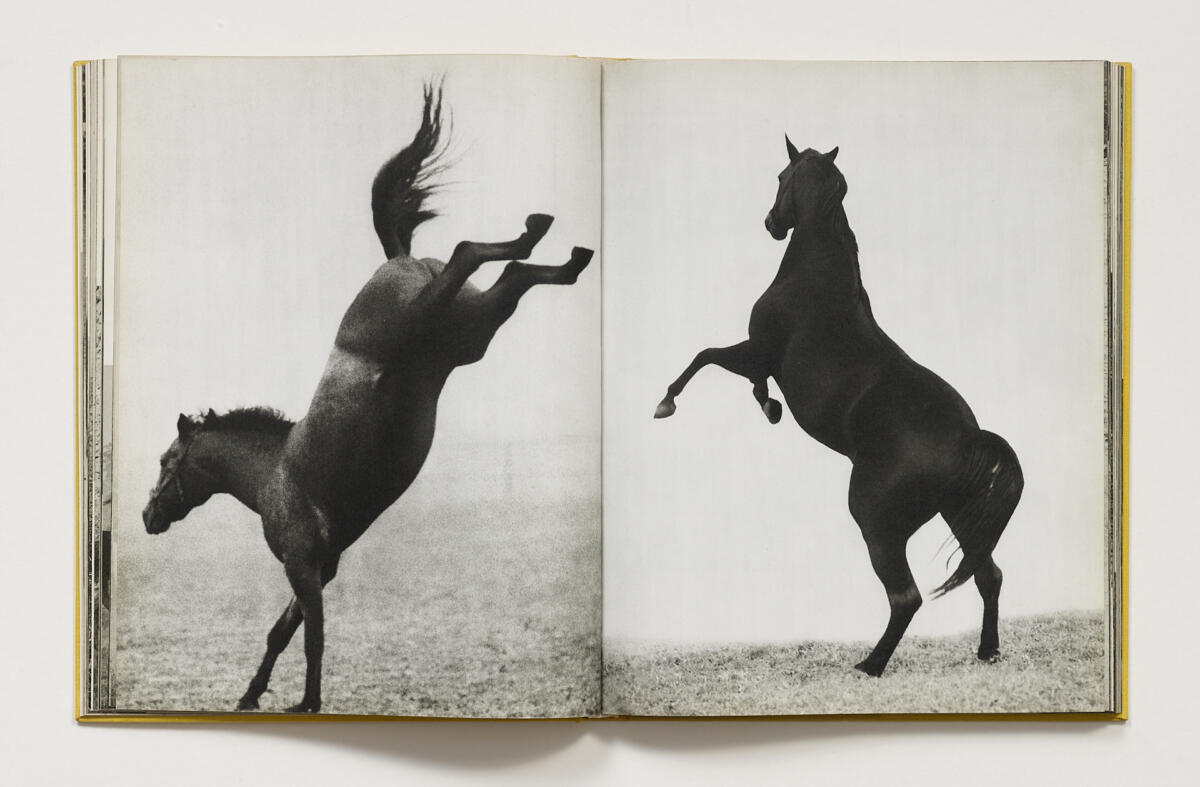Marian Gadzalski, ‘Konie’ (1978)